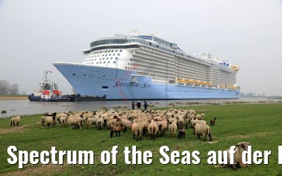Spectrum of the Seas auf der Ems 20.03.2019