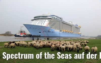 Spectrum of the Seas auf der Ems 20.03.2019