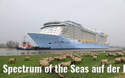 Spectrum of the Seas auf der Ems 20.03.2019