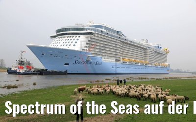 Spectrum of the Seas auf der Ems 20.03.2019