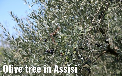 Olive tree in Assisi