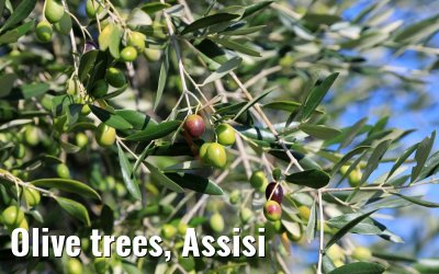 Olive trees, Assisi
