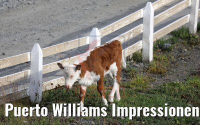 Puerto Williams Impressionen 01.02.2020