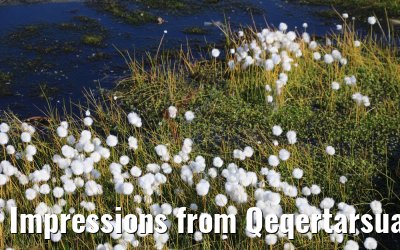 Impressions from Qeqertarsuaq, Greenland