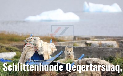 Schlittenhunde Qeqertarsuaq, Grönland