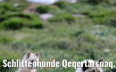 Schlittenhunde Qeqertarsuaq, Grönland