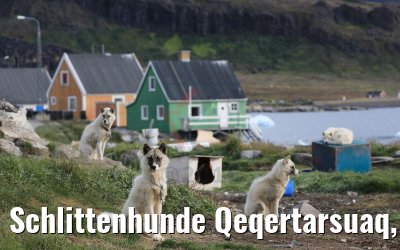 Schlittenhunde Qeqertarsuaq, Grönland