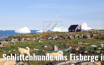 Schlittenhunde uns Eisberge in Qeqertarsuaq, Grönland