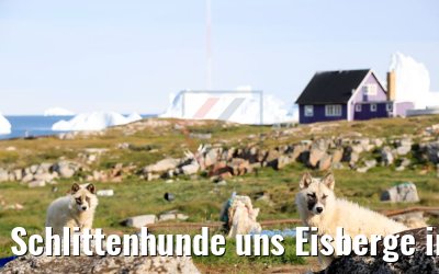 Schlittenhunde uns Eisberge in Qeqertarsuaq, Grönland