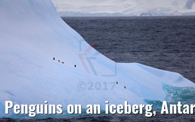 Penguins on an iceberg, Antarctica 06.01.2017