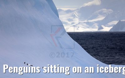 Penguins sitting on an iceberg near Livingston Island, Antarctica 06.01.2017
