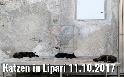 Katzen in Lipari 11.10.2017