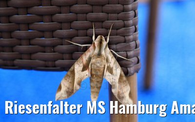 Riesenfalter MS Hamburg Amazonas 04.02.2018