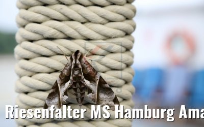 Riesenfalter MS Hamburg Amazonas 04.02.2018