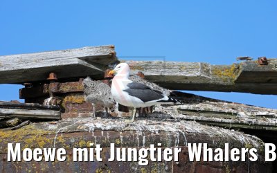 Moewe mit Jungtier Whalers Bay Antarktis 07.01.2017