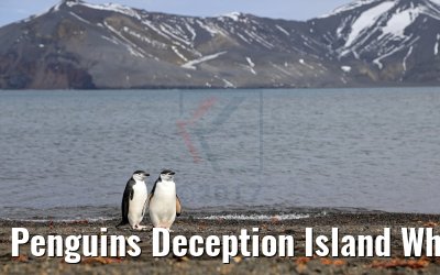 Penguins Deception Island Whalers Bay Antarctica 07.01.2017