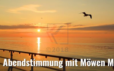 Abendstimmung mit Möwen MS Hamburg 11.07.2018