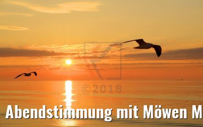 Abendstimmung mit Möwen MS Hamburg 11.07.2018
