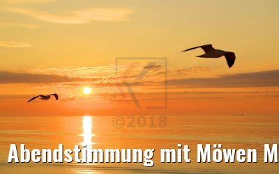 Abendstimmung mit Möwen MS Hamburg 11.07.2018
