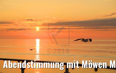 Abendstimmung mit Möwen MS Hamburg 11.07.2018