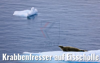 Krabbenfresser auf Eisscholle Antarktis 08.01.2017