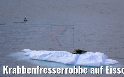 Krabbenfresserrobbe auf Eisscholle Antarktis 08.01.2017