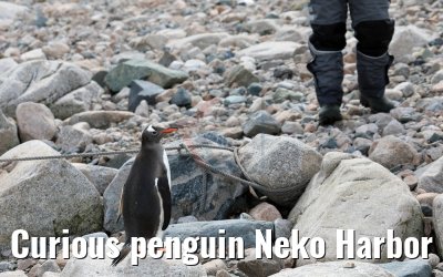Curious penguin Neko Harbor 08.01.2017