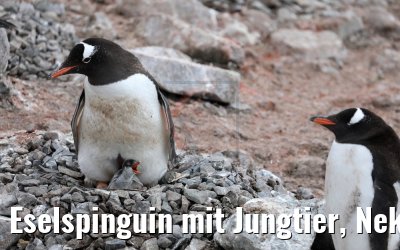 Eselspinguin mit Jungtier, Neko Harbor Antarktis 08.01.2017