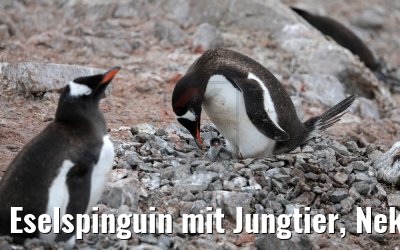 Eselspinguin mit Jungtier, Neko Harbor Antarktis 08.01.2017