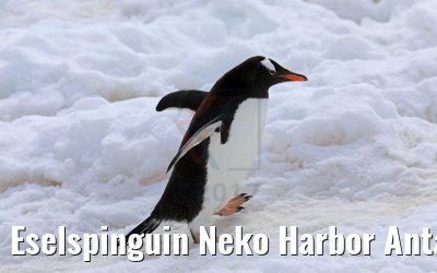Eselspinguin Neko Harbor Antarktis 08.01.2017