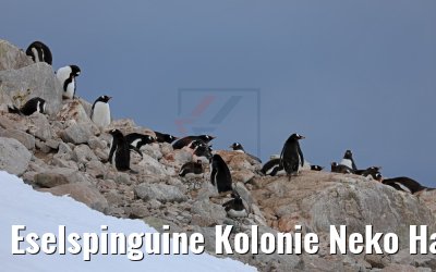 Eselspinguine Kolonie Neko Harbor Antarktis 08.01.2017