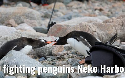 fighting penguins Neko Harbor Antarctica 08.01.2017