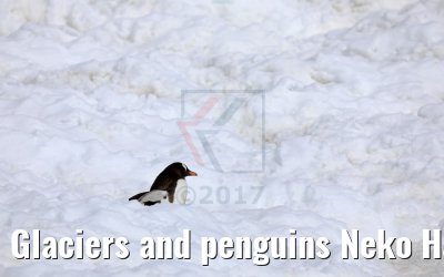 Glaciers and penguins Neko Harbor 08.01.2017