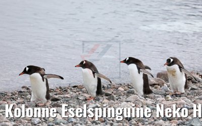 Kolonne Eselspinguine Neko Harbor Antarktis 08.01.2017