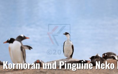 Kormoran und Pinguine Neko Harbor 08.01.2017