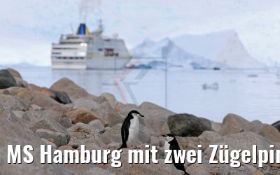 MS Hamburg mit zwei Zügelpinguinen Neko Harbor Antarktis 08.01.2017