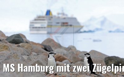 MS Hamburg mit zwei Zügelpinguinen Neko Harbor Antarktis 08.01.2017