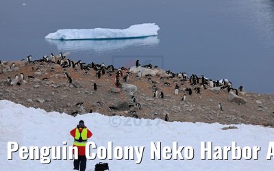 Penguin Colony Neko Harbor Antarctica 08.01.2017