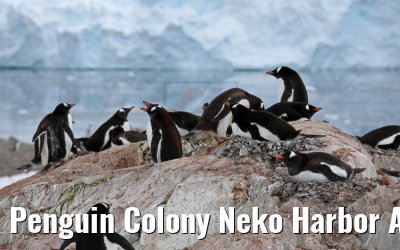 Penguin Colony Neko Harbor Antarctica 08.01.2017