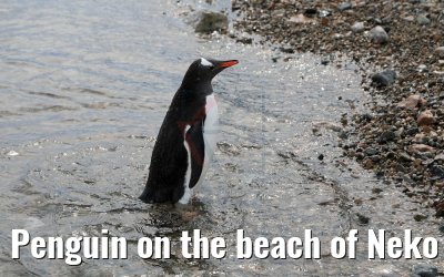 Penguin on the beach of Neko Harbor Antarctica 08.01.2017