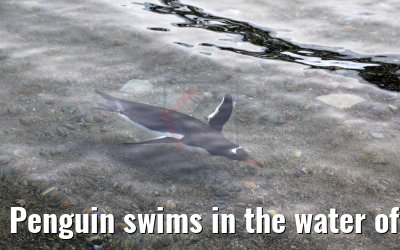 Penguin swims in the water of Neko Harbor Antarctica 08.01.2017