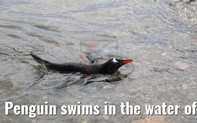 Penguin swims in the water of Neko Harbor Antarctica 08.01.2017