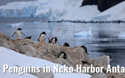 Penguins in Neko Harbor Antarctica 08.01.2017