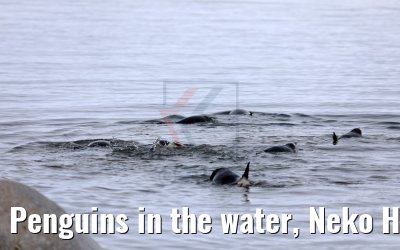 Penguins in the water, Neko Harbor 08.01.2017