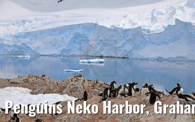 Penguins Neko Harbor, Graham Land, Antarctica 08.01.2017