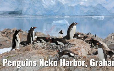 Penguins Neko Harbor, Graham Land, Antarctica 08.01.2017