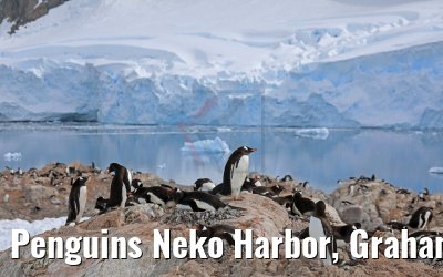 Penguins Neko Harbor, Graham Land, Antarctica 08.01.2017