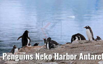 Penguins Neko Harbor Antarctica 08.01.2017