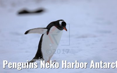 Penguins Neko Harbor Antarctica 08.01.2017