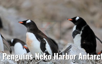 Penguins Neko Harbor Antarctica 08.01.2017